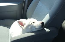 Full Day Private “Pet Friendly” Yellowstone Tour From Cody Wyo!