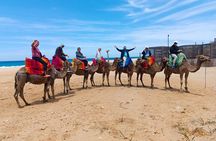 Day trip to tangier from Tarifa with camel ride