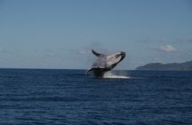 Whale Watching and Wildlife Cruise Townsville and Magnetic Island