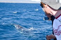 Whale Watching and Wildlife Cruise Townsville and Magnetic Island
