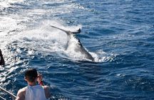 Whale Watching and Wildlife Cruise Townsville and Magnetic Island