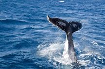 Whale Watching and Wildlife Cruise Townsville and Magnetic Island
