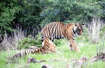 3 Day Ranthambore Wildlife Tiger Safari Tour from Delhi