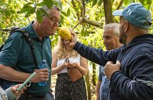 Sorrento Ape Tour: Lemon Garden, Mozzarella show with Ape Ride