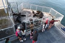 Robben Island and Table Mountain Experience