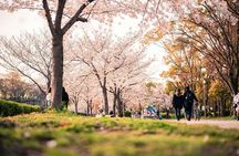 Hot Spring Bath / Onsen and Sakura / Cherry Blossom Viewing