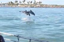 Baywatch Dolphin Tours – Pier 21 Galveston