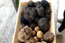 Truffle Hunting in Istria - Day Trip from Zagreb