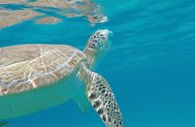 3 Hour Kayak and Snorkel with Turtles
