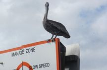 3 Hour See Crystal River Wildlife Safari Boat Cruise