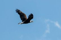 3 Hour See Crystal River Wildlife Safari Boat Cruise
