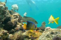 Private Charter 6 Passenger Sandbar, Snorkel, Dolphins