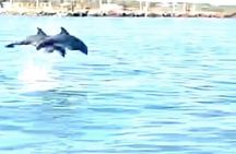 Baywatch Dolphin Tours – Pier 21 Galveston