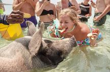 Swim with Famous Pigs at Rose Island