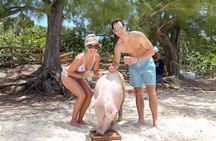 Swim with Famous Pigs at Rose Island