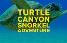 Snorkel & swim with turtles! Minutes from Waikiki (semi private)