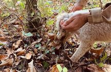 Truffle Hunting in San Miniato in Tuscany with Tasting 