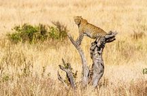 7 Days Uganda Big 5 Safari