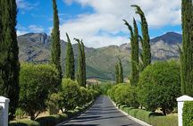 Indulge in South Africas Finest Premium Wines