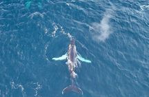 Alta Fjord Whale Watching on a Heated Boat