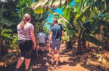 The North Coast Tour - Plantation, Rock Pool Snorkel, and Sunset