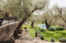 Private Olive Oil and Wine Tasting in Kurilo, Montenegro