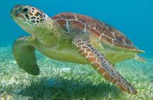 Half Day Semiprivate Snorkeling with Turtles and Majestic Cenote