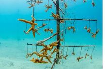Museum for Coral Preservation with Chankanaab Park and OTOCH