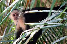 Cahuita National Park & Bribri chocolate & Waterfall visit.