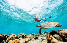Turtle Canyon Snorkel Adventure - Small Group 6 Passengers