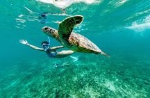 Snorkel & swim with turtles! Minutes from Waikiki (semi private)