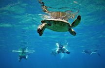 Snorkel & swim with turtles! Minutes from Waikiki (semi private)