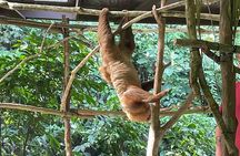 Guided Tour in Sloth Sanctuary and Monkey Island