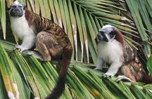 Guided Tour in Sloth Sanctuary and Monkey Island
