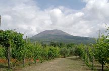 Ercolano Vineyards Guided Wine Tasting Experience with Brunch