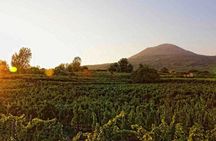 Ercolano Vineyards Guided Wine Tasting Experience with Brunch