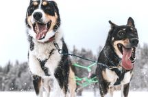 Arctic Huskies & Reindeers, Snowshoeing in Wildness