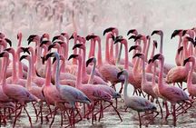 Private Day Tour to Lake Baringo from Nairobi