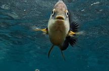 Zanzibar snorkeling + sandbank picnic Pungume Island 