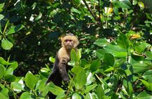 Paddle Through Paradise: Mangrove Kayak Adventure