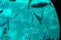 2-Hour Sea Scope Cruise With Transfer - Sharm El Sheikh