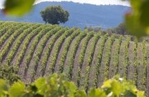 Ape Calessino Tour through Tuscan Landscapes