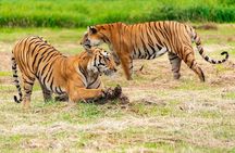 Private 4-Day Tiger Safari and Golden Triangle Tour from Delhi