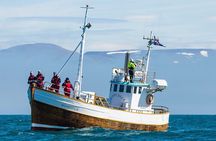 Húsavík Whale Watching Tour, family owned and operated 