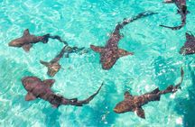 Nurse Shark Snorkelling 