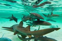 Nurse Shark Snorkelling 