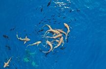 Nurse Shark Snorkelling 