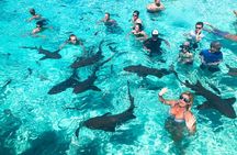 Nurse Shark Snorkelling 