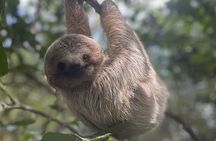 Sloth Discovery and Rio Celeste Waterfall 