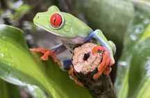 Sloth Discovery and Rio Celeste Waterfall 